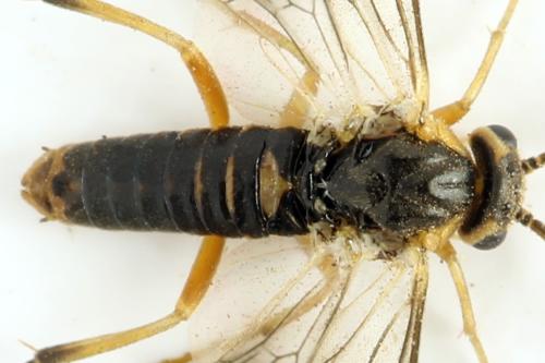 Réf. 332 134 : Pristiphora gerula