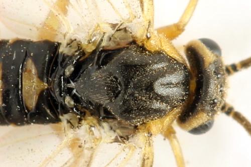 Réf. 332 135 : Pristiphora gerula