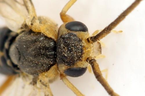Réf. 332 136 : Pristiphora gerula