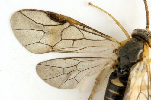Réf. 332 137 : Pristiphora gerula
