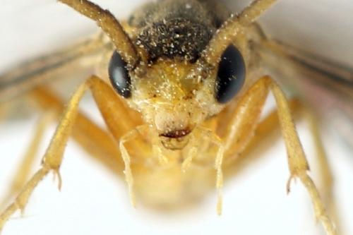 Réf. 332 138 : Pristiphora gerula