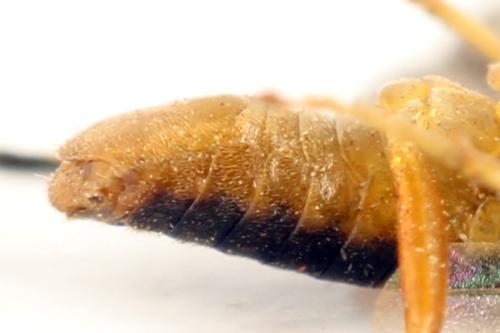 Réf. 332 140 : Pristiphora gerula