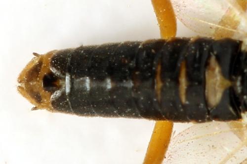 Réf. 332 142 : Pristiphora gerula