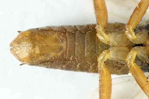 Réf. 332 143 : Pristiphora gerula