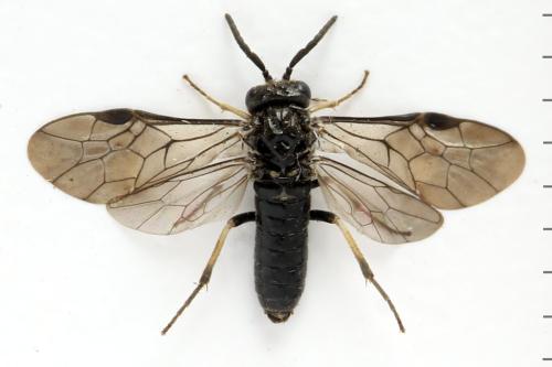 Claremontia alternipes