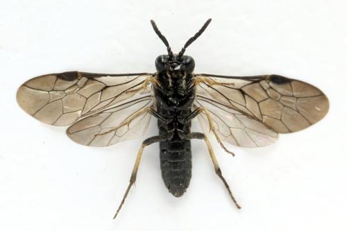 Claremontia alternipes