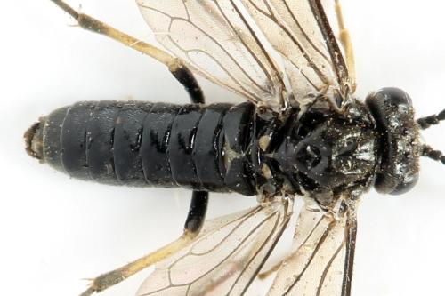 Claremontia alternipes