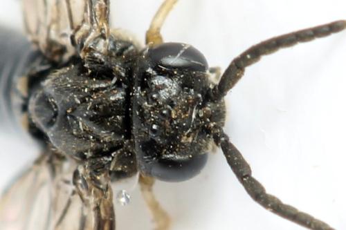 Claremontia alternipes