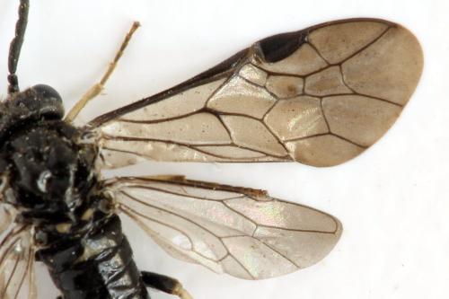 Claremontia alternipes