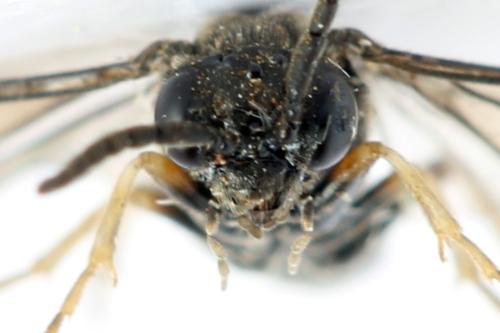 Claremontia alternipes