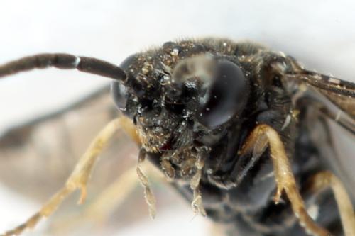 Claremontia alternipes