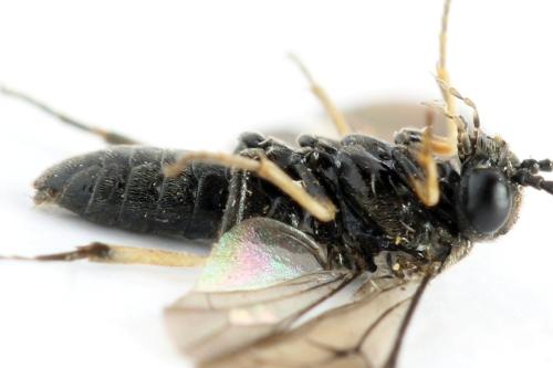 Claremontia alternipes