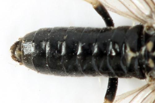 Claremontia alternipes