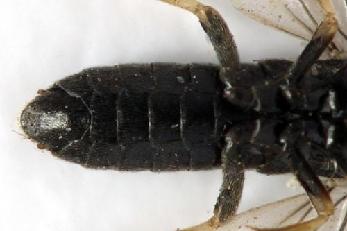 Claremontia alternipes