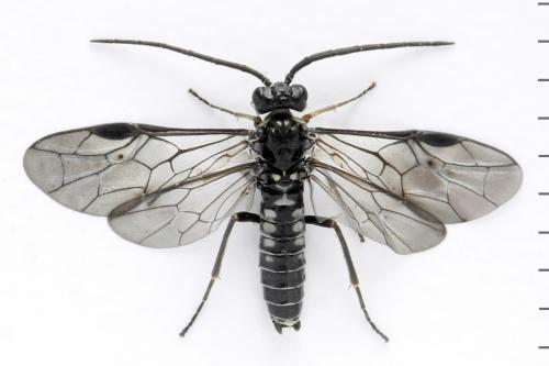 Réf. 332 113 : Empria longicornis