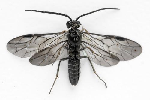 Empria longicornis