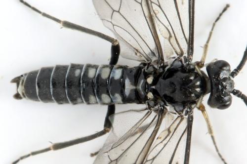 Empria longicornis