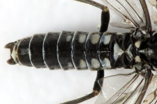 Empria longicornis