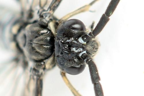 Réf. 332 118 : Empria longicornis