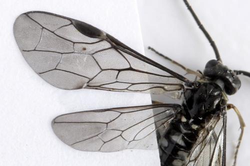 Réf. 332 119 : Empria longicornis