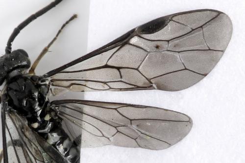 Empria longicornis