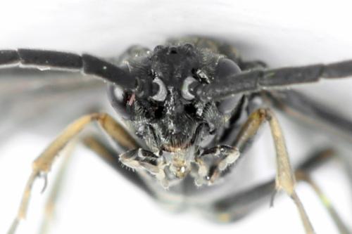 Réf. 332 121 : Empria longicornis