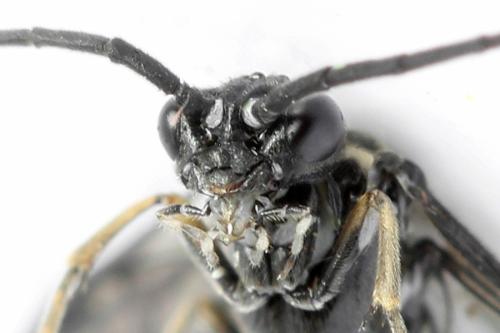 Empria longicornis