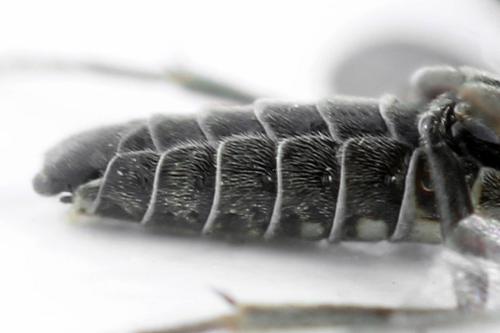 Empria longicornis