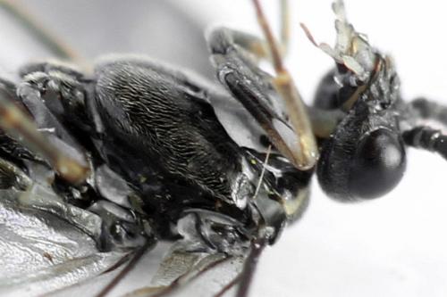 Réf. 332 124 : Empria longicornis