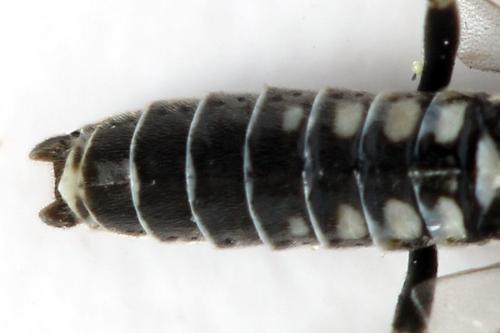 Réf. 332 125 : Empria longicornis