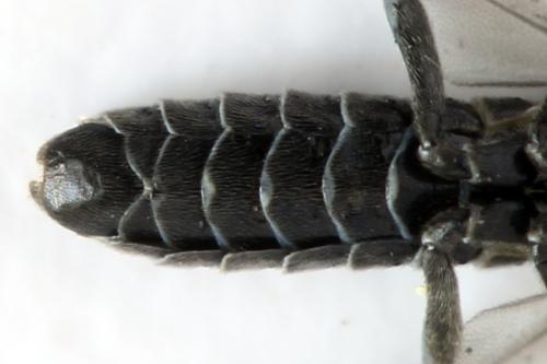 Réf. 332 126 : Empria longicornis