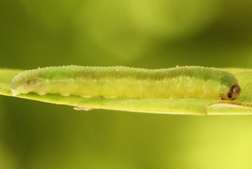Ametastegia glabrata