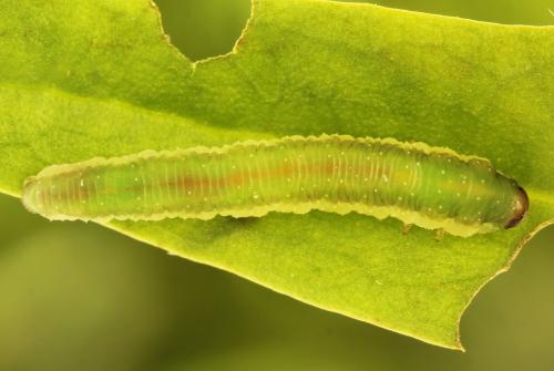 Ametastegia glabrata
