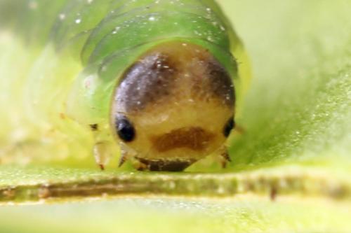 Ametastegia glabrata