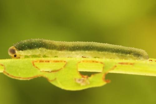 Ametastegia glabrata