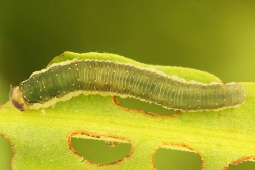 Ametastegia glabrata