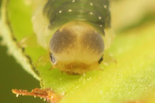Réf. 332 609 : Ametastegia glabrata