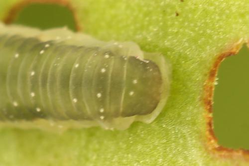 Ametastegia glabrata