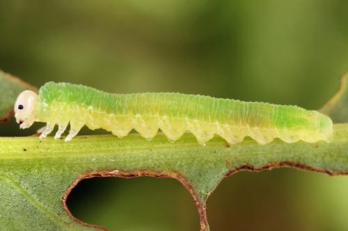 Ametastegia glabrata
