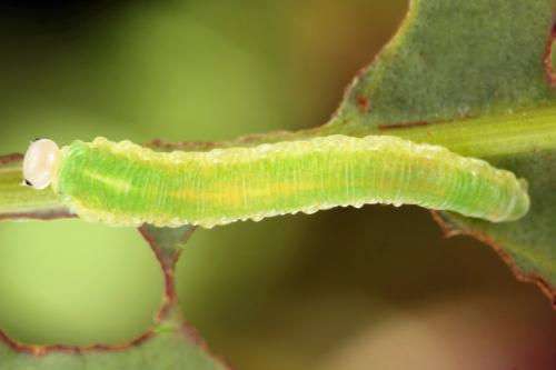 Ametastegia glabrata