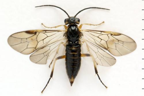 Réf. 332 147 : Pristiphora gerula