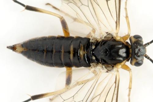 Réf. 332 149 : Pristiphora gerula