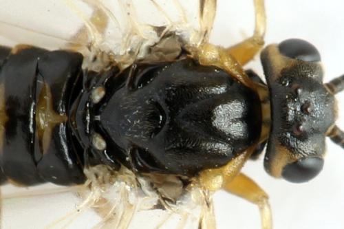 Réf. 332 150 : Pristiphora gerula
