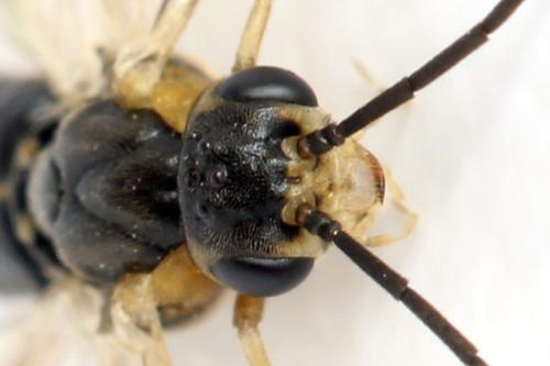 Réf. 332 151 : Pristiphora gerula