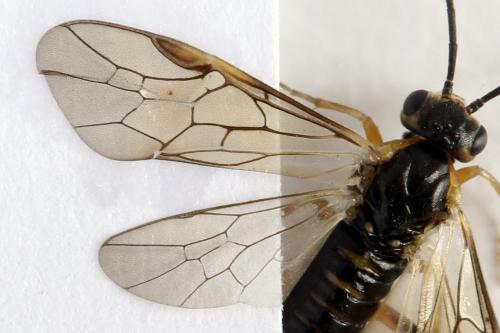 Réf. 332 152 : Pristiphora gerula