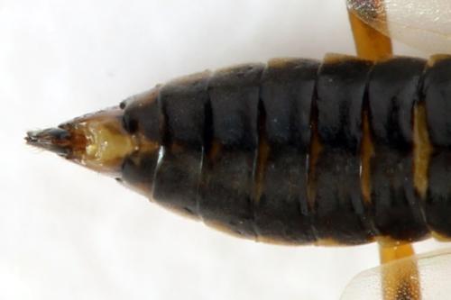 Réf. 332 158 : Pristiphora gerula