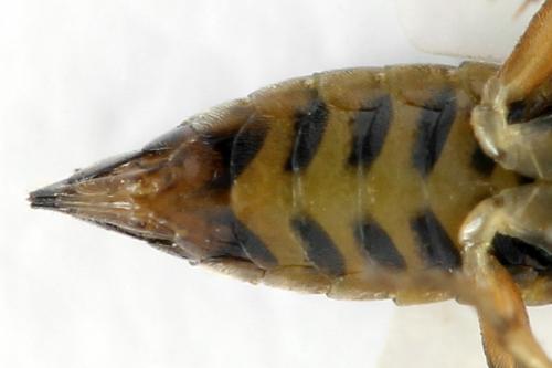 Réf. 332 159 : Pristiphora gerula