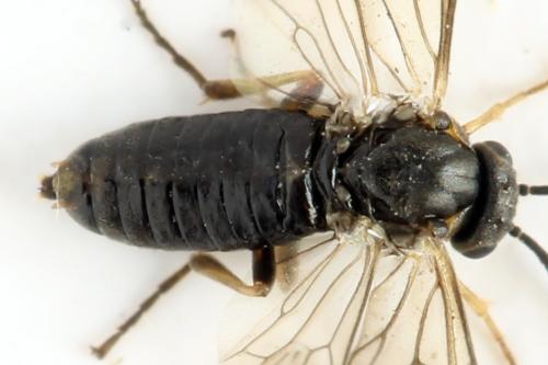 Sharliphora nigella