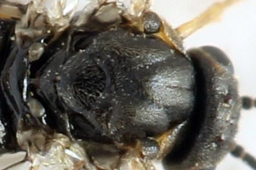 Sharliphora nigella
