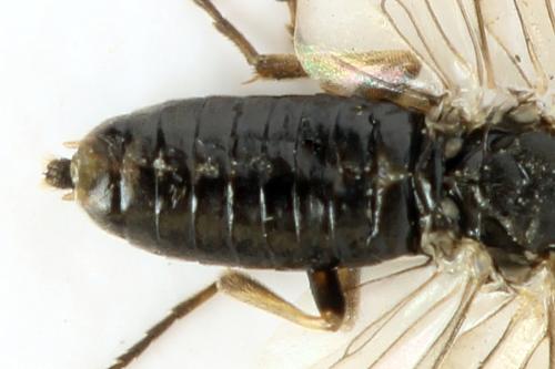 Sharliphora nigella